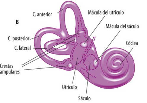 Anatomía del oído interno