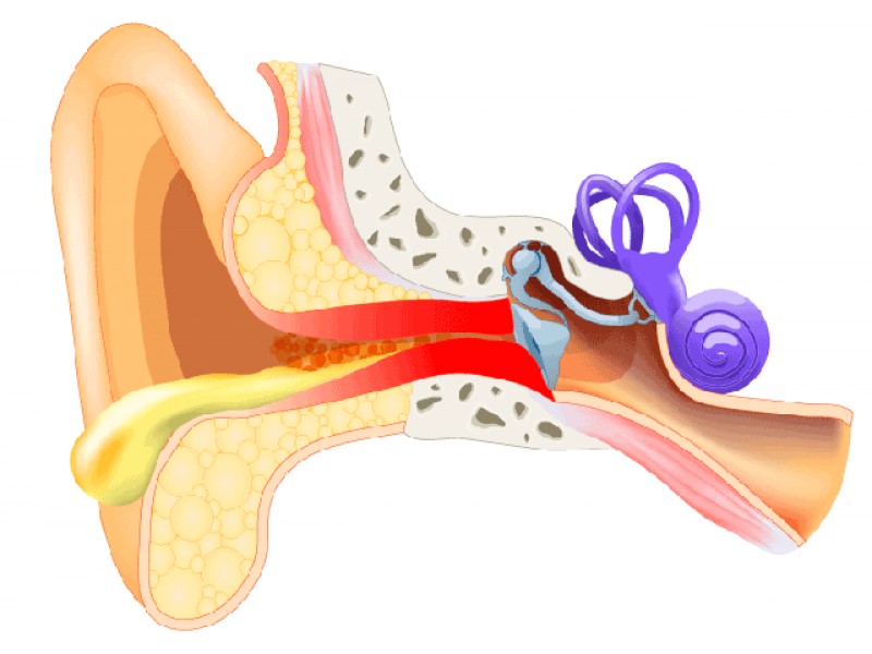 Otitis externa ilustración