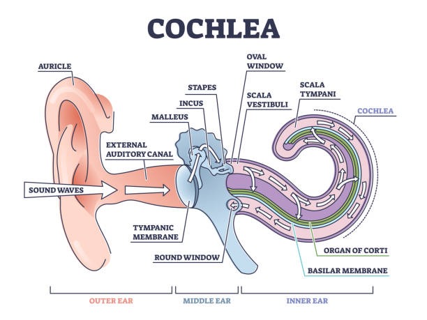 La cóclea
