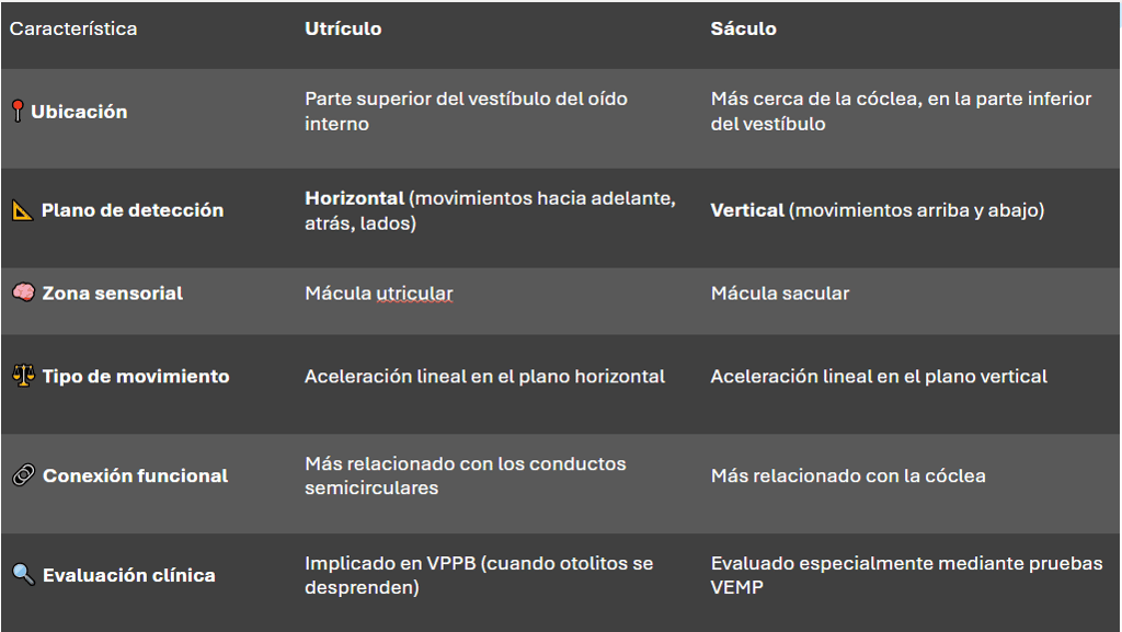 Utrículo y sáculo